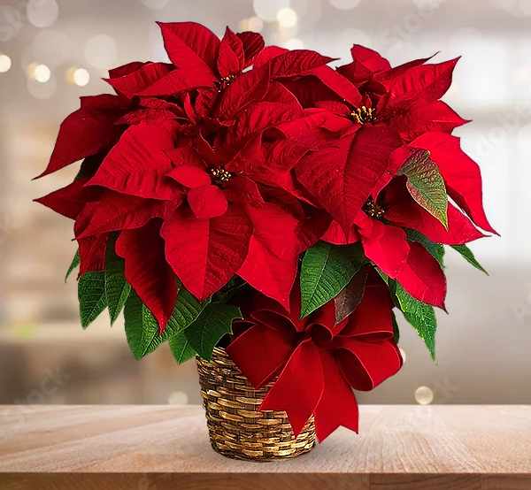 Festive Red Poinsettia Arrangement
