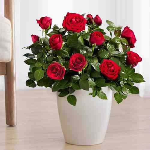 Mini Red Rose Plant